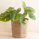 Natural Basket With Sage Handle - Octagon